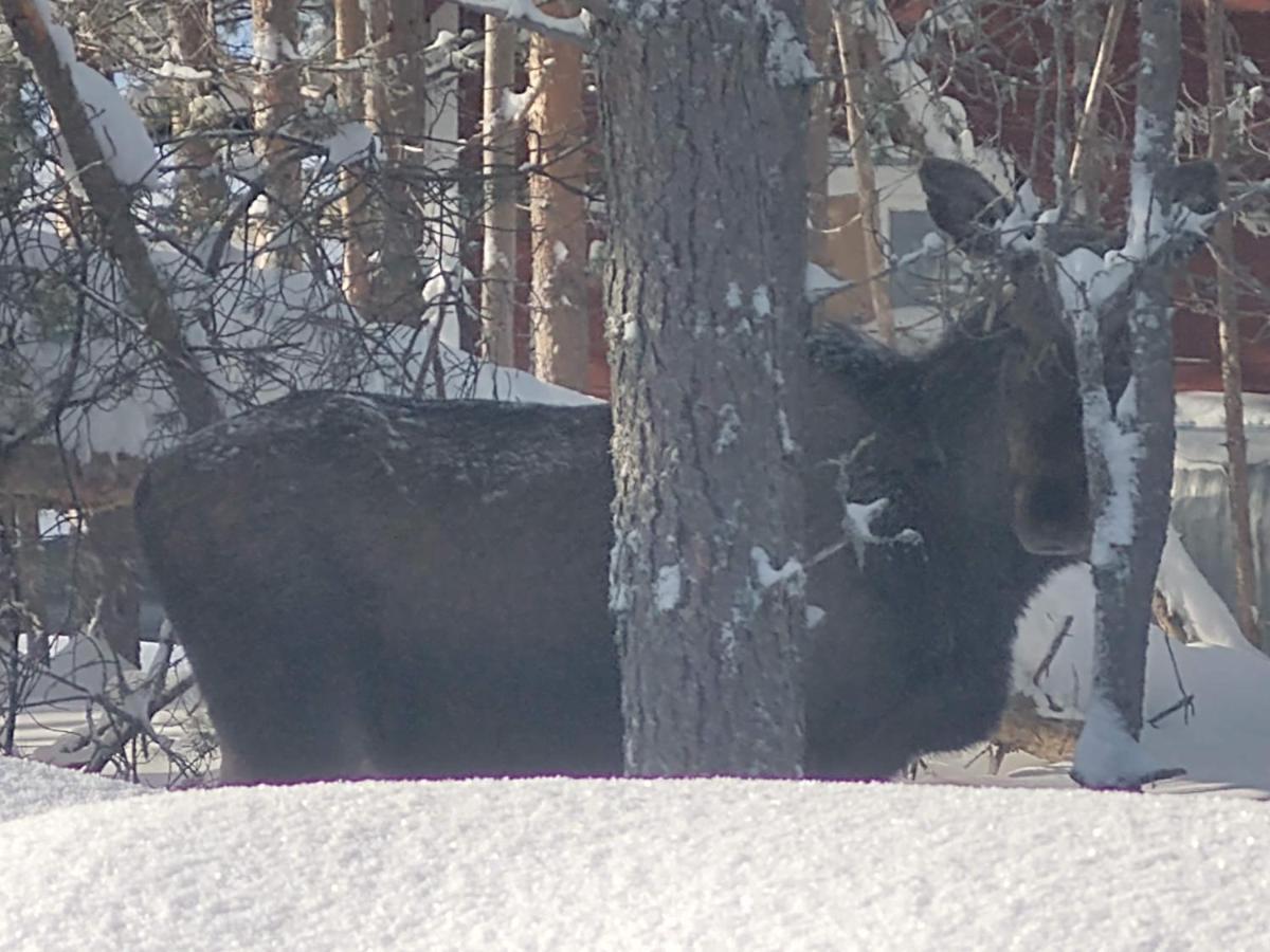 Lagomhuset - A Peaceful Holiday In Swedish Lapland Vidsel Exteriör bild