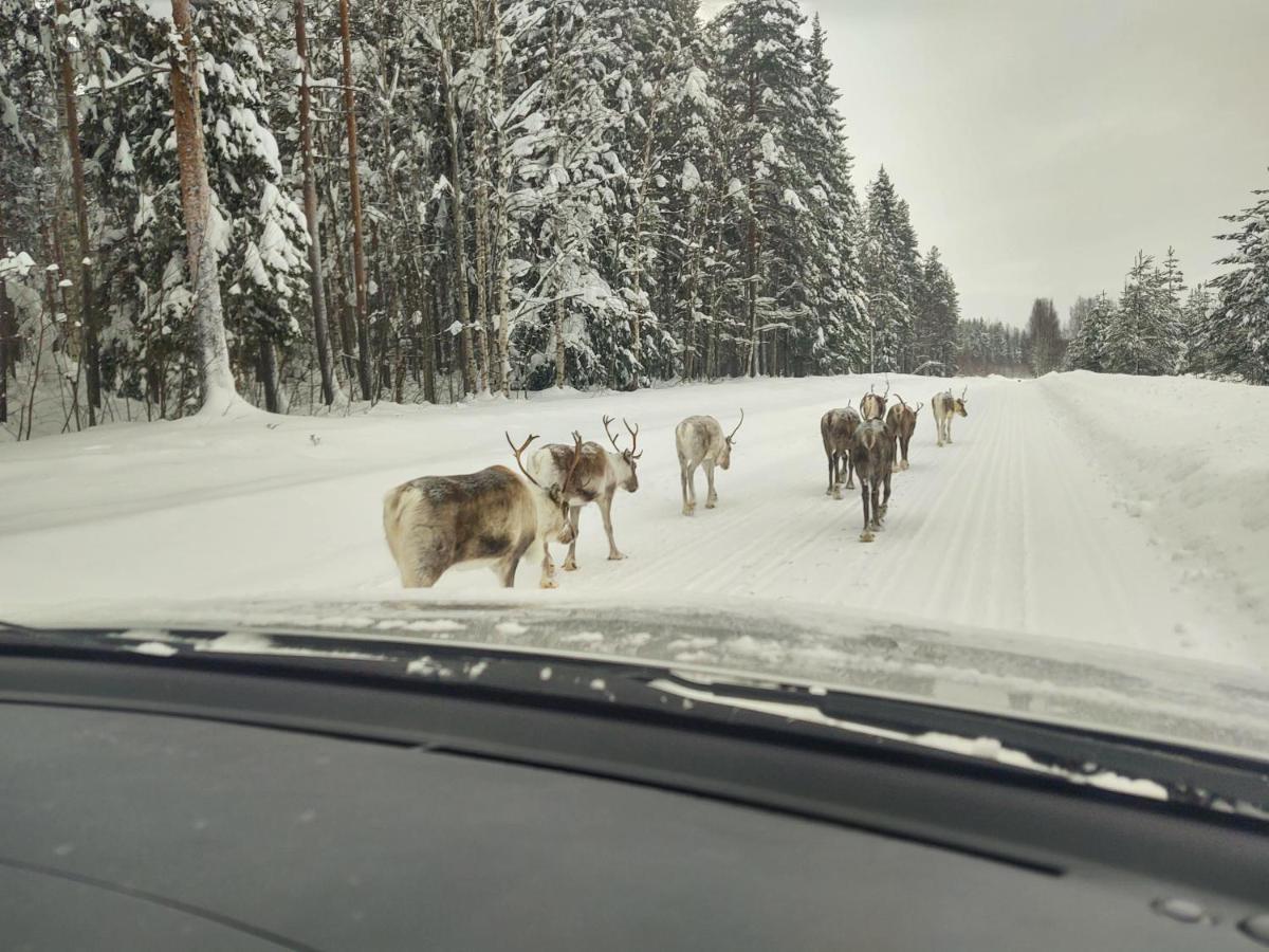 Lagomhuset - A Peaceful Holiday In Swedish Lapland Vidsel Exteriör bild